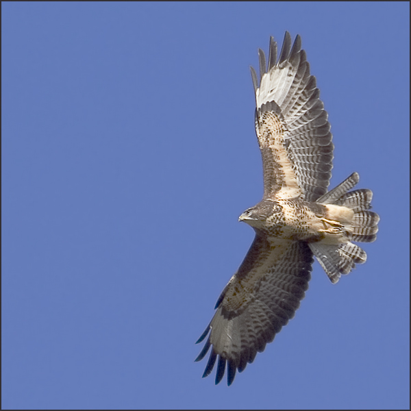 Buteo buteo