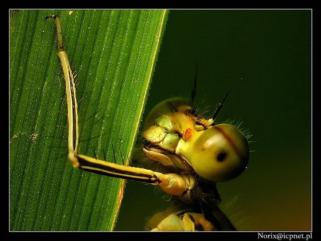 a kuku