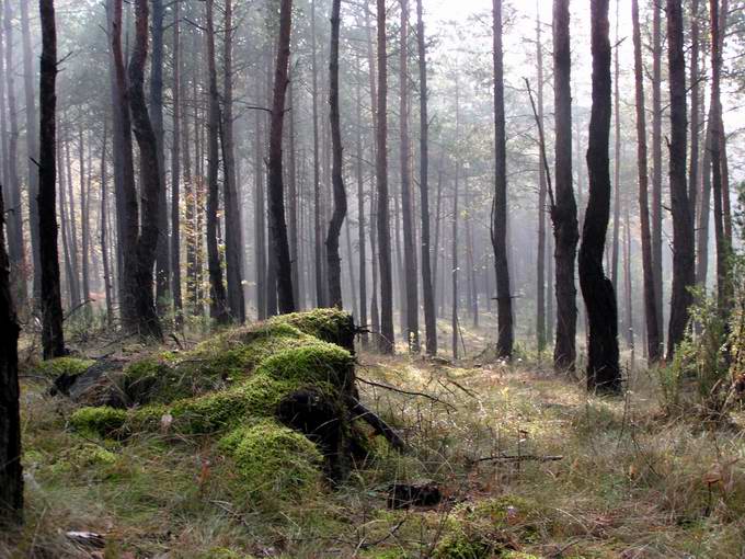 Leśny jesienny poranek