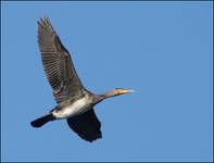 Kormoran...
