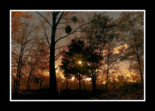 Ray of Light