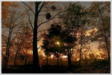 Ray of Light