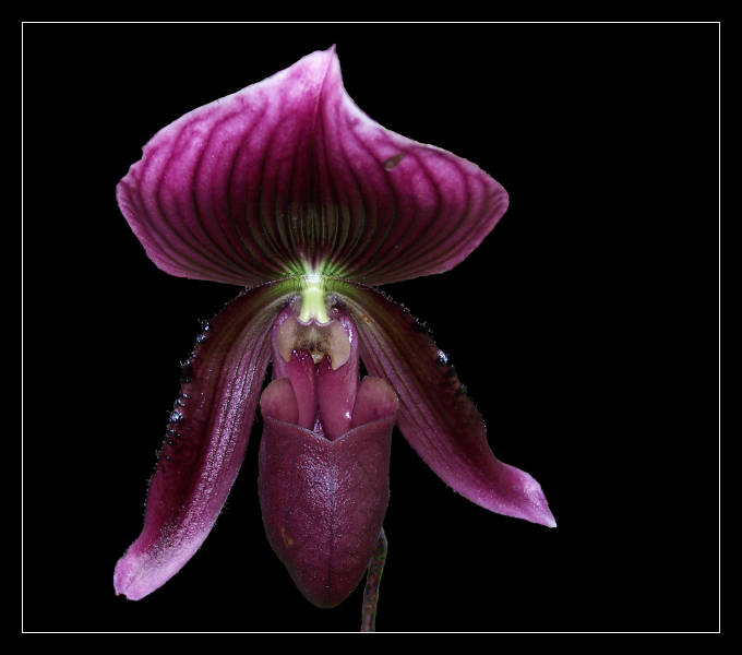 paphiopedilum