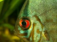 turkus macro