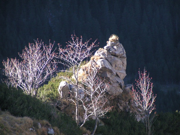 Jarzębina