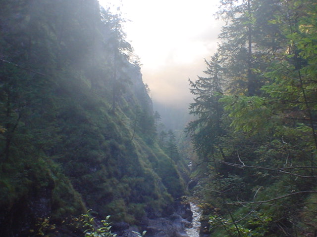 Tshorz