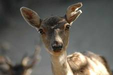 doe
