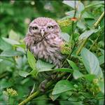 pojdzka (Athene noctua)
