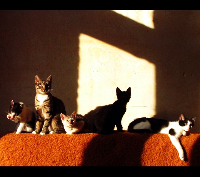 kocie solarium albo zdjęcie prawie rodzinne:)