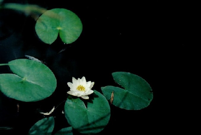 Lilia wodna