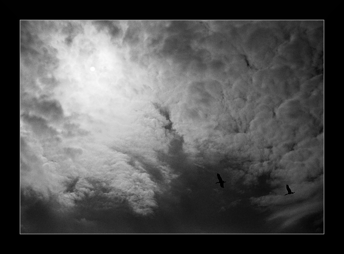 Flying away in black and white...