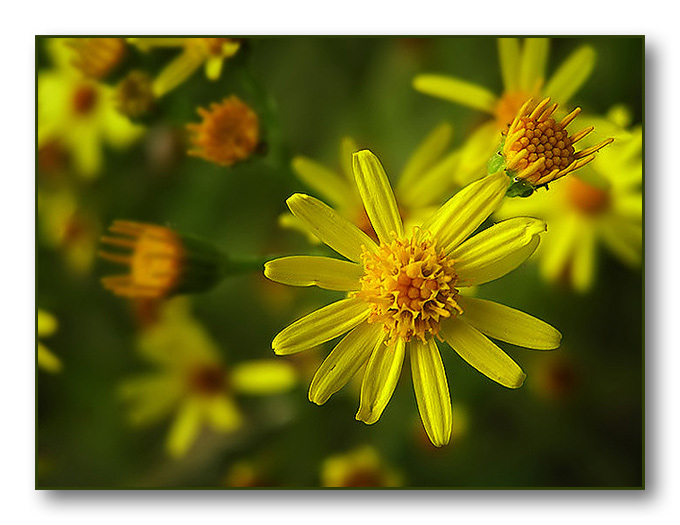 Yellow flowers
