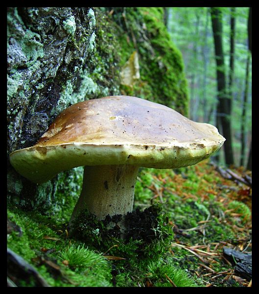 prawiczek