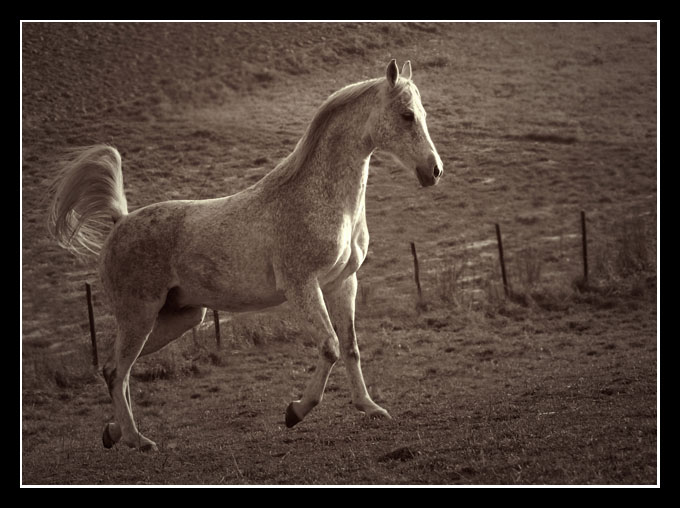 Arabianka