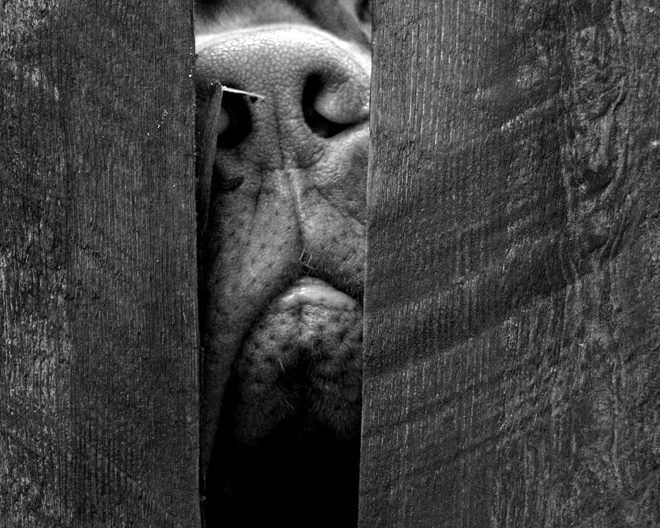 big-pig nose :p