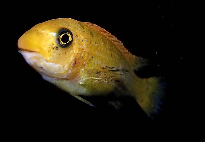 Labeotropheus Trewavasae