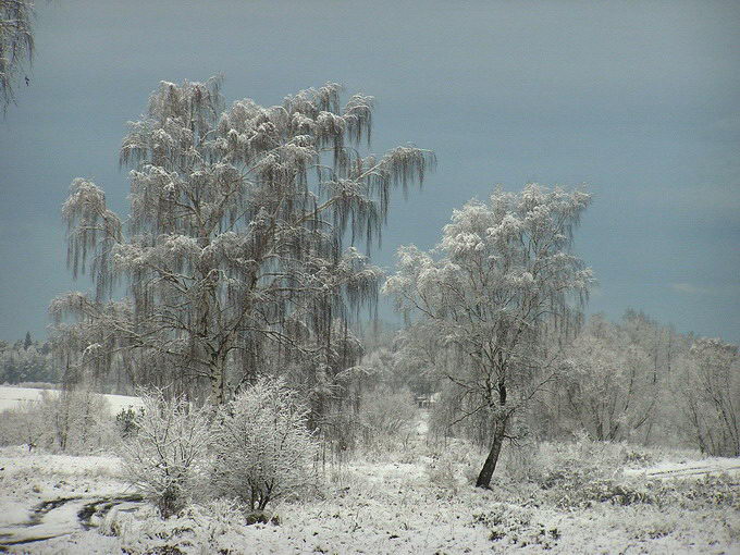 Zima