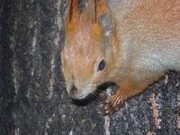 wiewiórka
