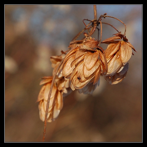 Badylek