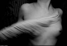 motyl