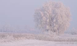 Szrony