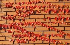 the wall