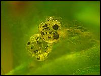 Ikra pseudomugil furcatus