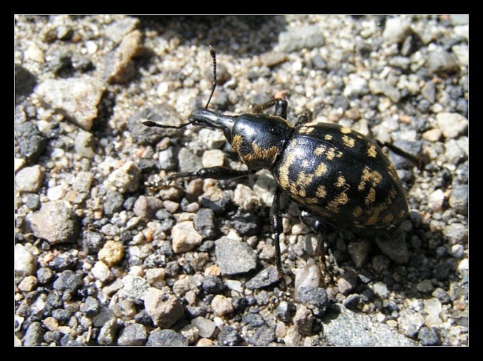 robal ;)