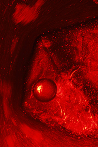 Ryba w tunelu hydrodynamicznym
