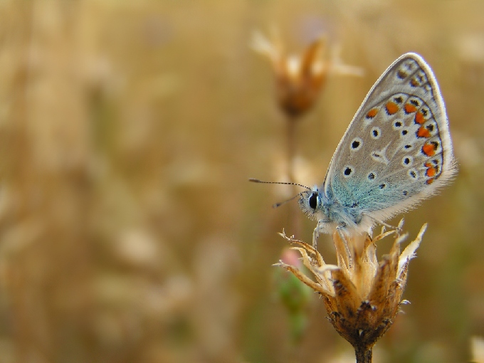 Polyommatus icarus (=Polyommatus abdon)