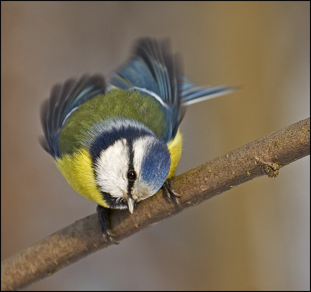 Zaciekawiona