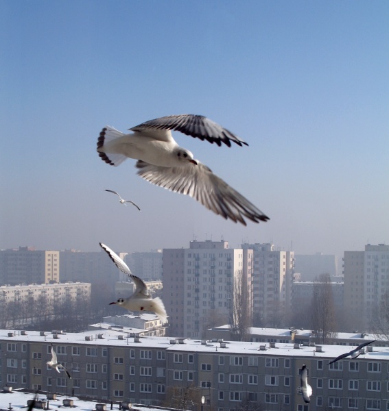 głodny lot
