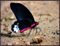 Motyl