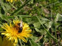 Bzzz...