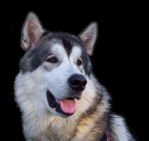 Alaskan malamute - potęga łagodności