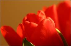 Tulipanek