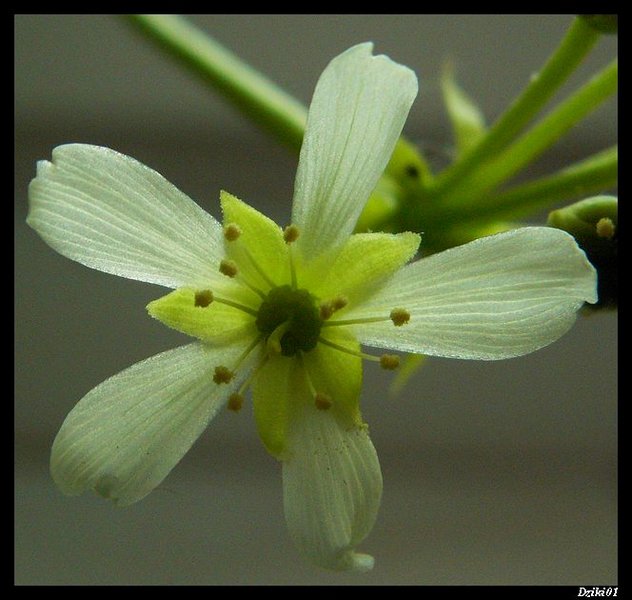 Dionea muscipula