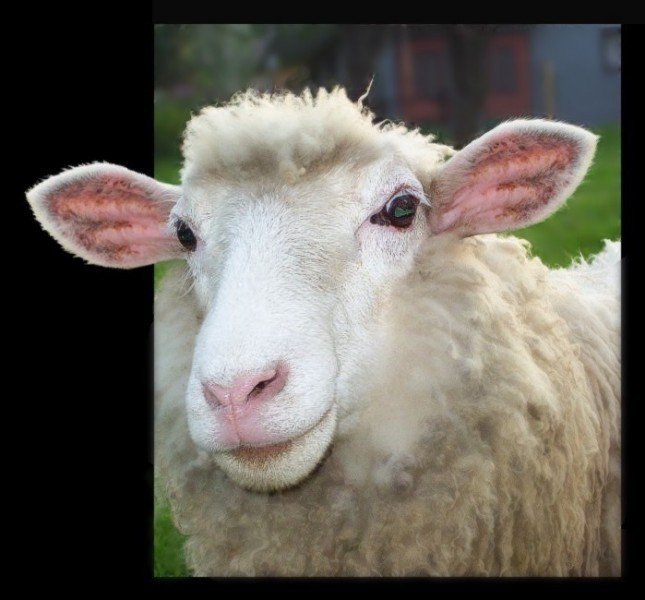 Pani Owieczkowska-Baranek