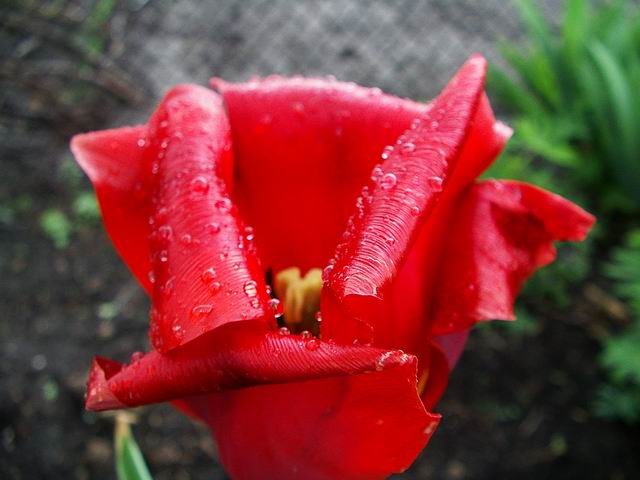 tulipan