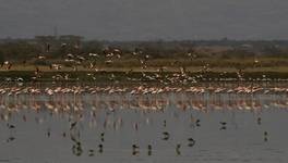 flamingi