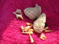 See Shells