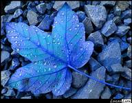 Blue Leaf