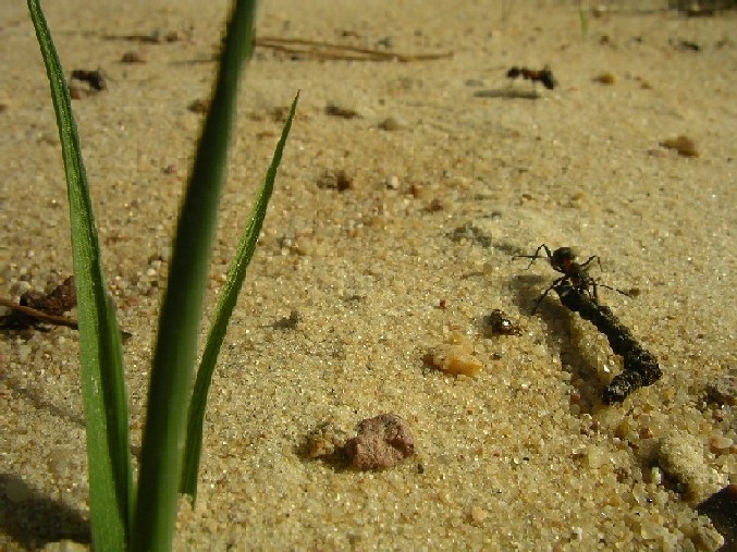 mrówka z patyczkiem