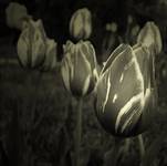 tulipanowo