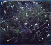 Cosmos by Nature