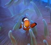 Gdzie jest nemo ?