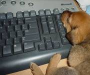 Pies programisty