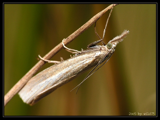 ćma, crambus perlella