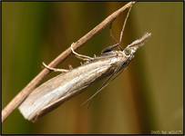 ćma, crambus perlella