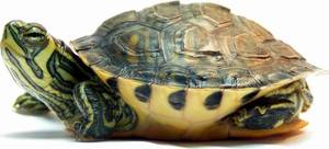 Trachemys Scripta Scripta